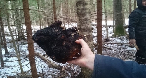 Things to Know about Chaga and Chaga Mushroom